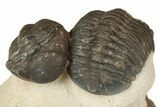 Two Austerops Trilobites - Jorf, Morocco #186751-3